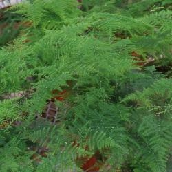 Sadnice - sobne biljke: ASPARAGUS plumosus